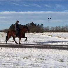 Islænder Siggi fra Ravnehøj