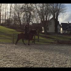 Islænder Siggi fra Ravnehøj