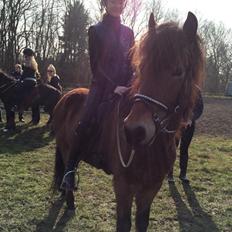 Islænder Siggi fra Ravnehøj