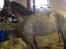 New Forest My little pony topper 