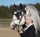 Irish Cob Swoop Van Hippolacta