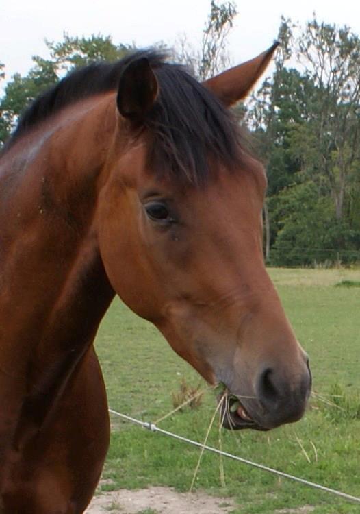 Belgisk varmblod Fronsac billede 13