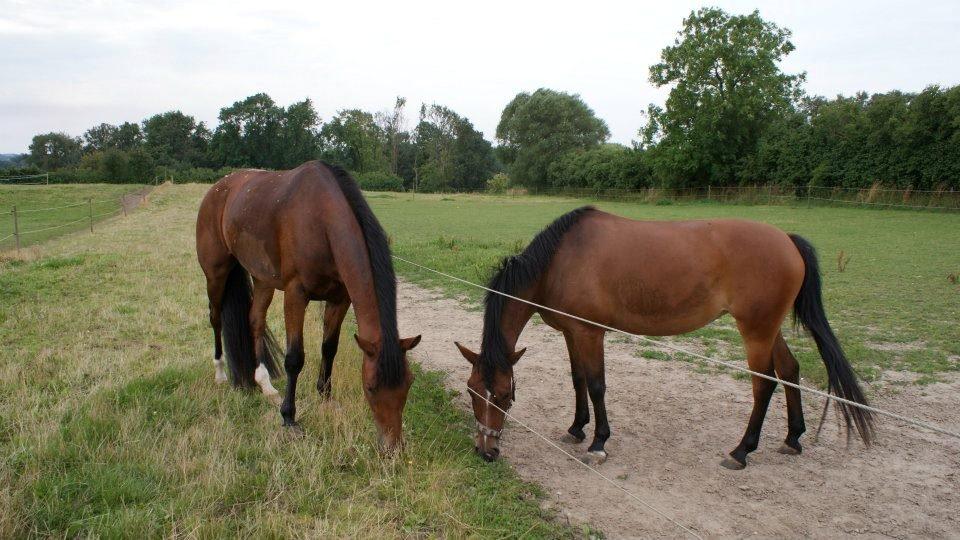 Belgisk varmblod Fronsac billede 16