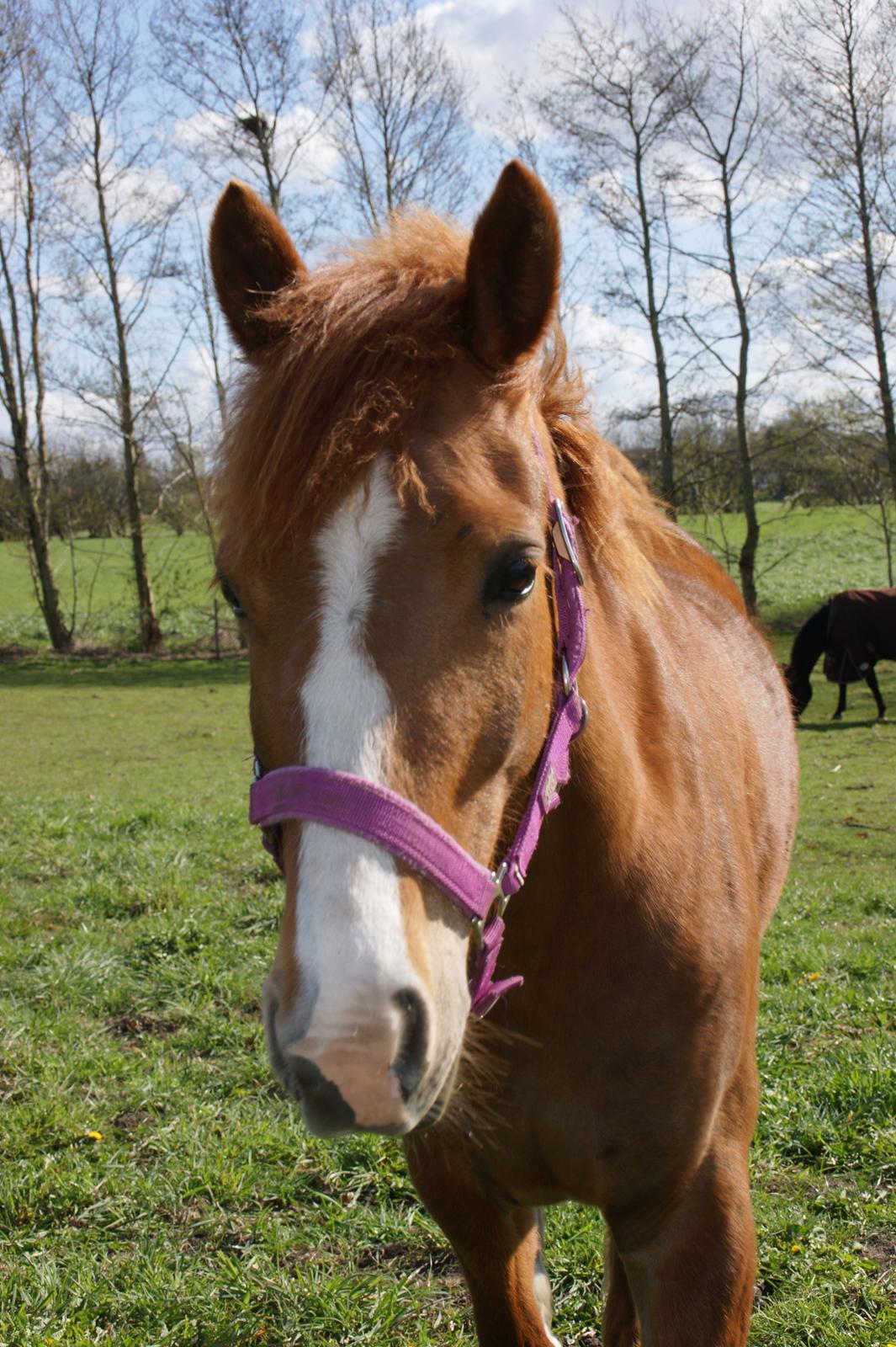 New Forest Beatrice - Halløj vil I snakke med mig :) billede 3