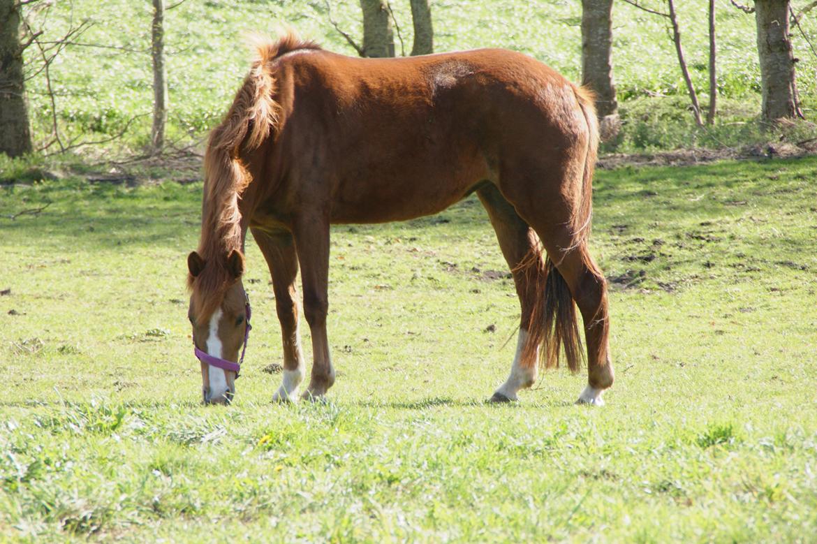 New Forest Beatrice - Hjemme på folden billede 1