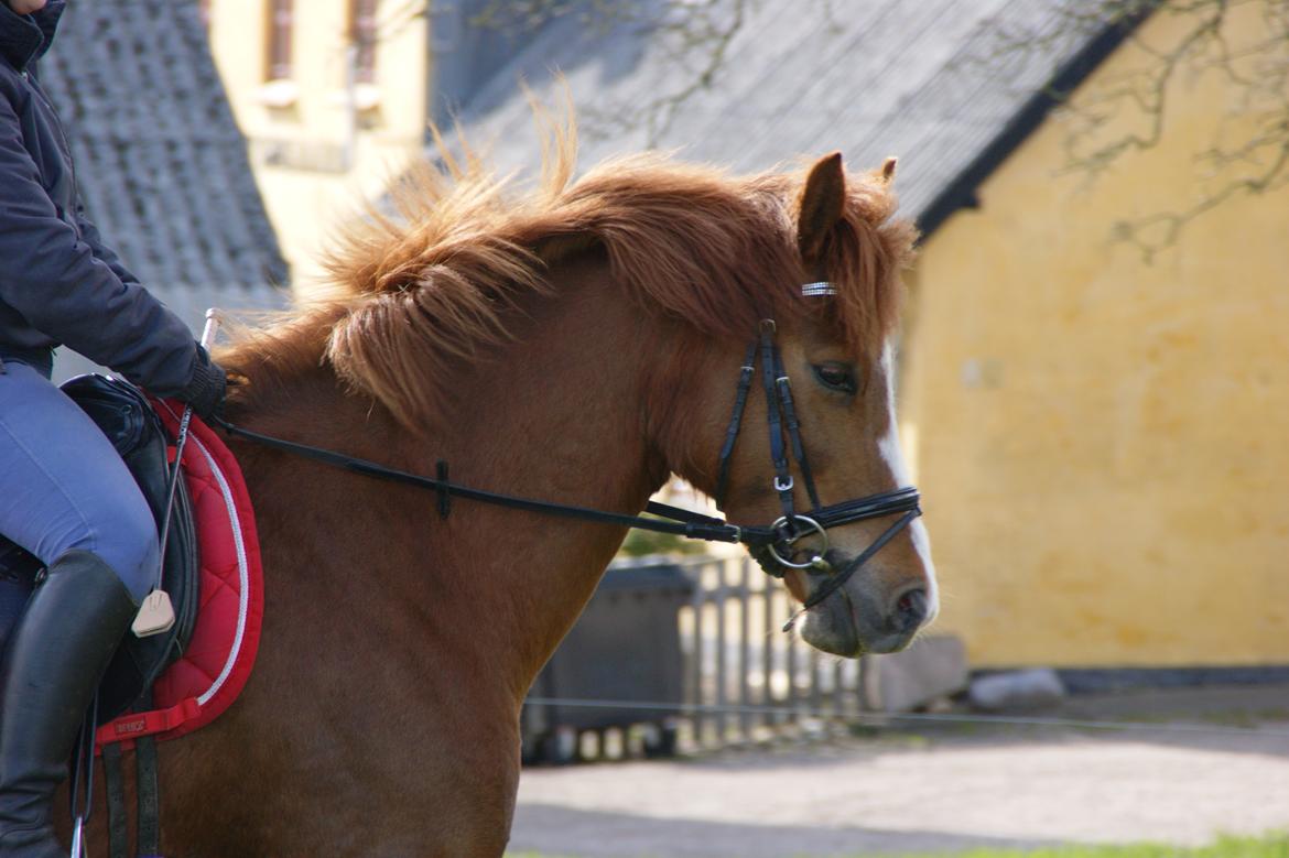 New Forest Beatrice billede 6