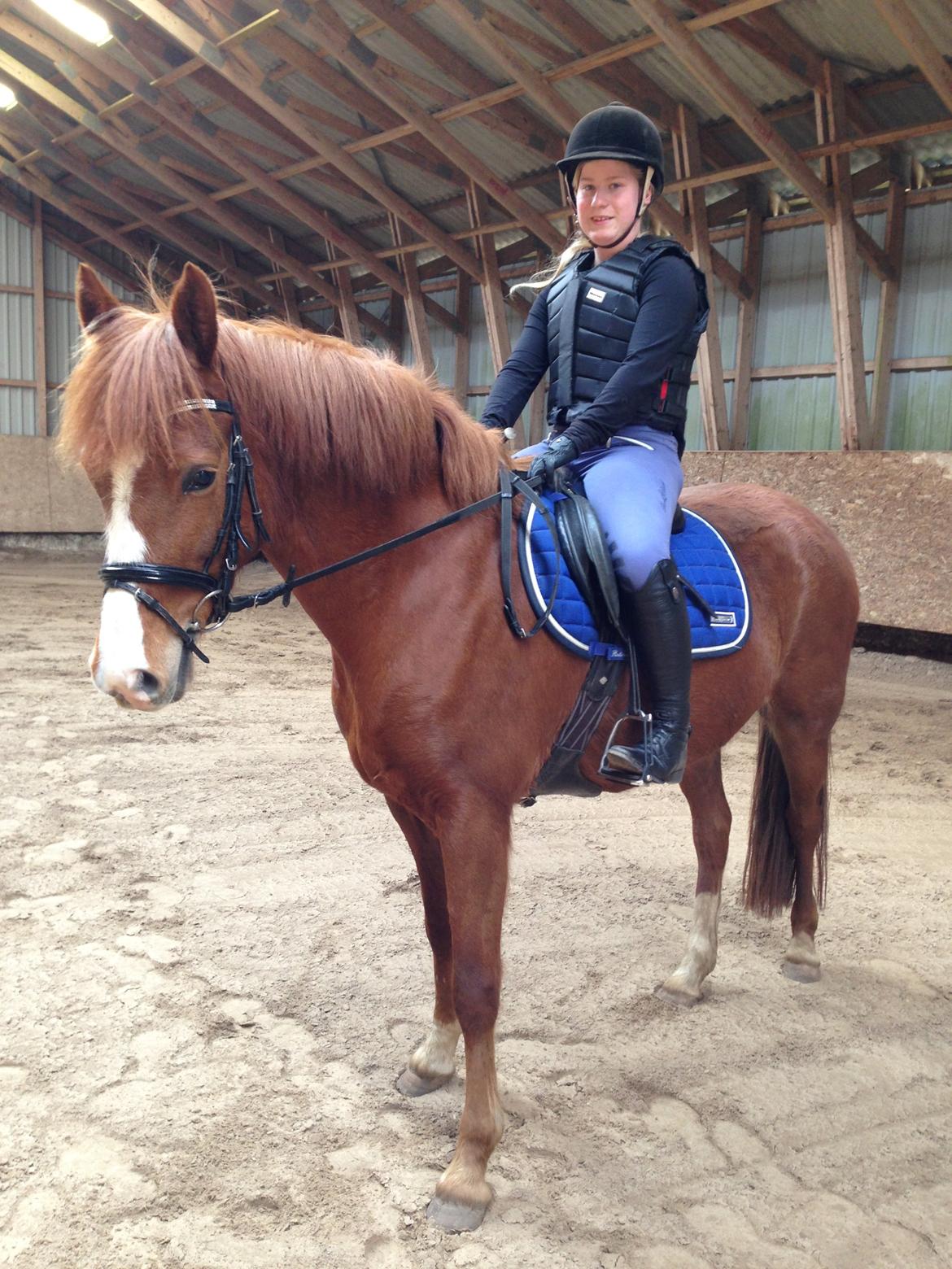 New Forest Beatrice - Red Beatrice nede ved Ole, inden vi fik hende hjem den 3. april billede 10