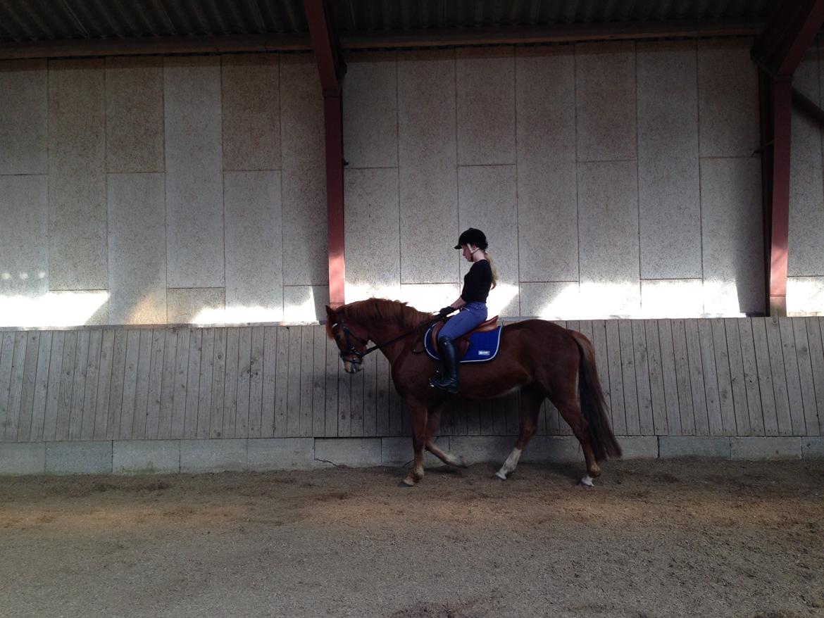 New Forest Beatrice billede 15