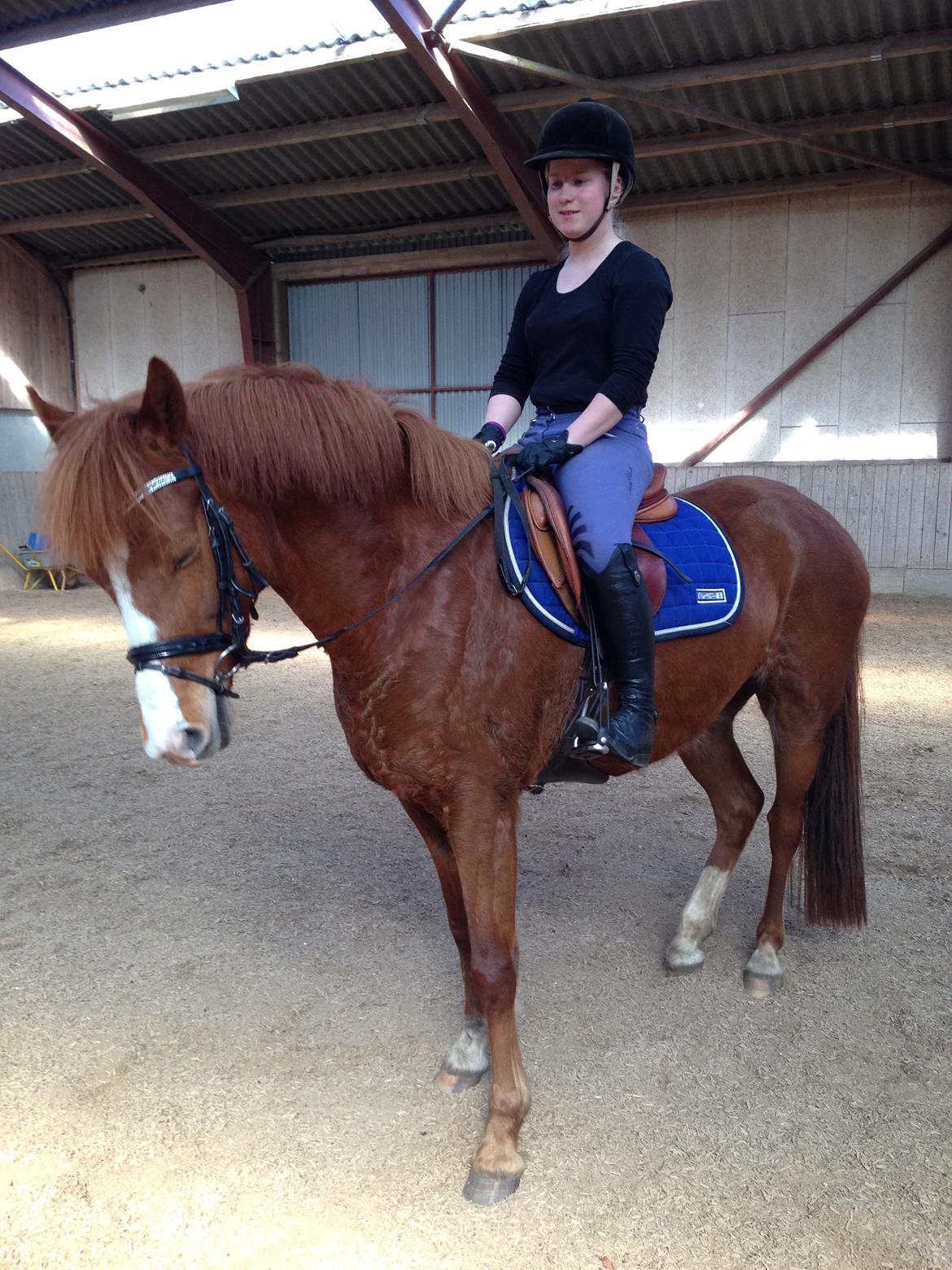 New Forest Beatrice billede 16