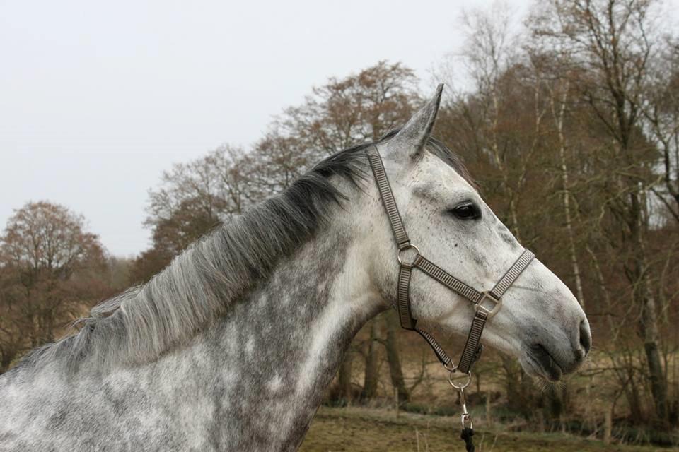 Dansk Varmblod Kærsholms Welander billede 16