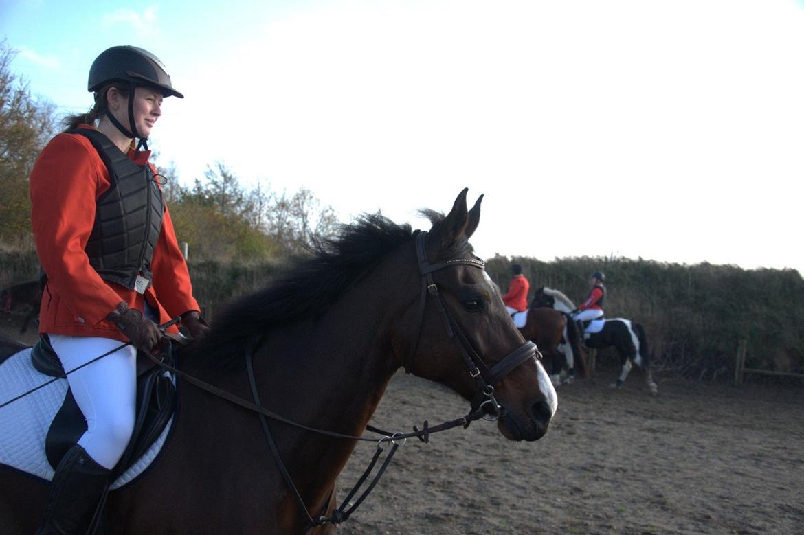 Anden særlig race Sisse - Hubertusjagt 2014 ved Poulstrup Sø billede 4