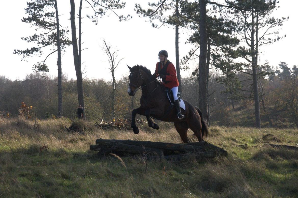 Anden særlig race Sisse - Hubertusjagt 2014 ved Poulstrup Sø billede 7