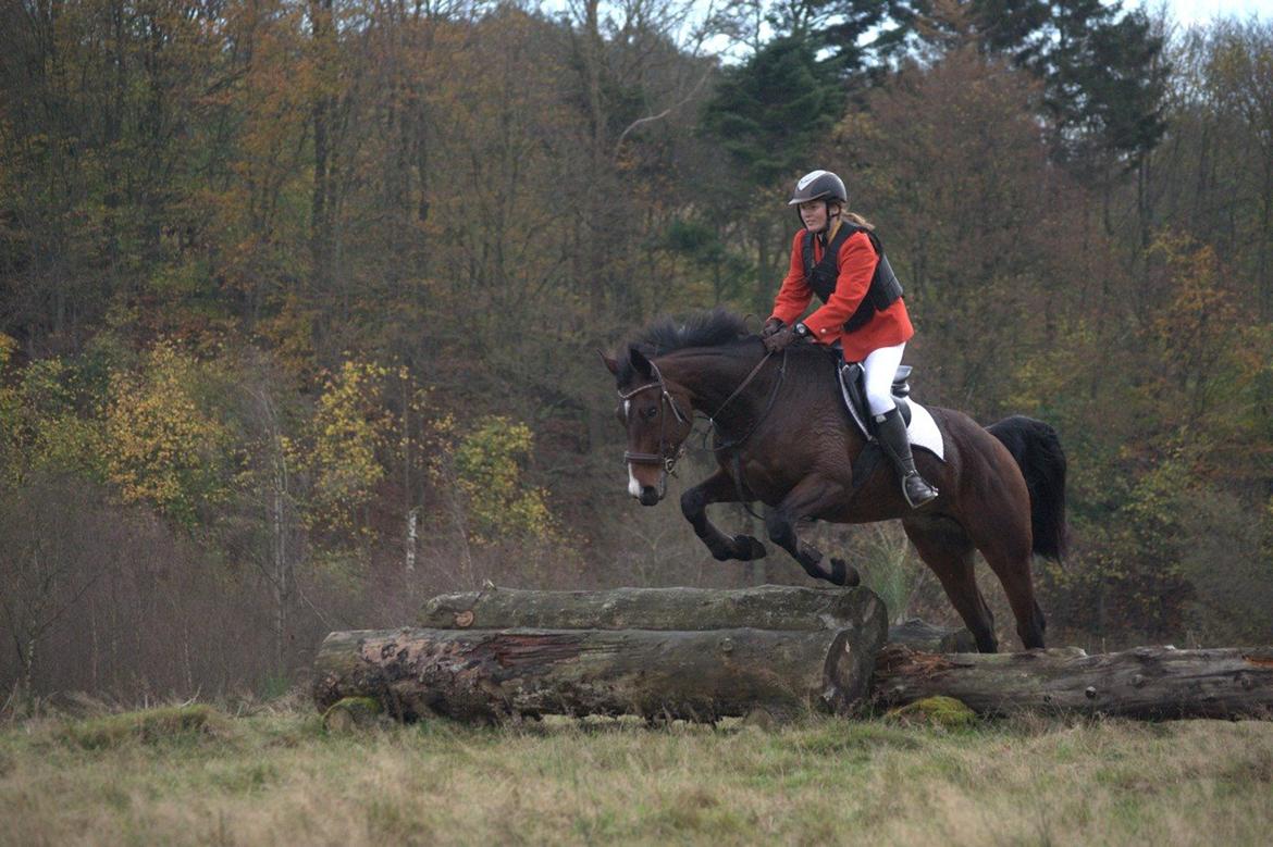 Anden særlig race Sisse - Hubertusjagt 2014 ved Poulstrup Sø billede 13