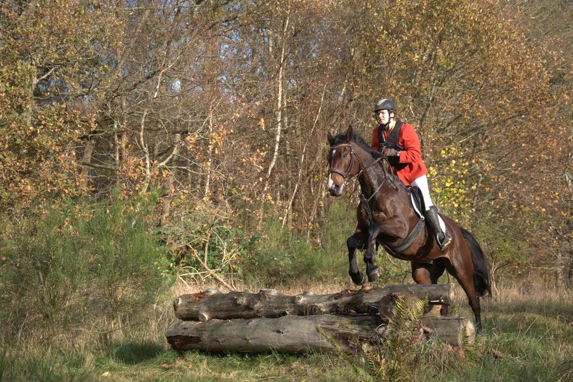 Anden særlig race Sisse - Hubertusjagt 2014 ved Poulstrup Sø billede 12