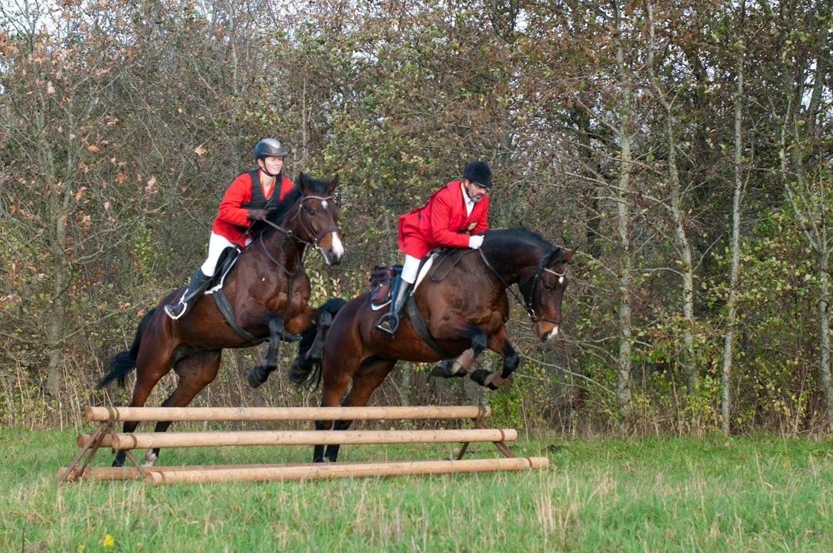 Anden særlig race Sisse - Hubertusjagt 2014 ved Poulstrup Sø billede 6