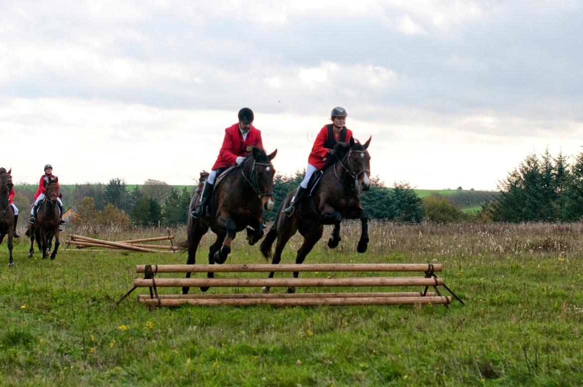 Anden særlig race Sisse - Hubertusjagt 2014 ved Poulstrup Sø billede 14