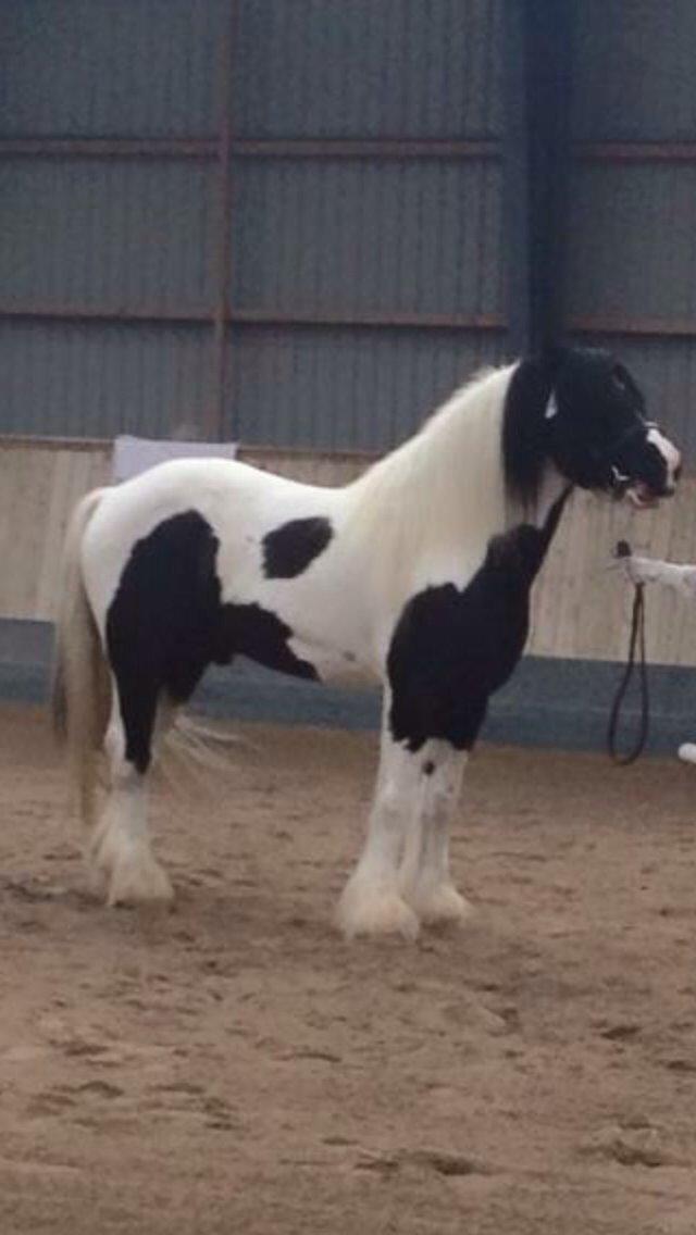 Tinker King Aeden billede 9