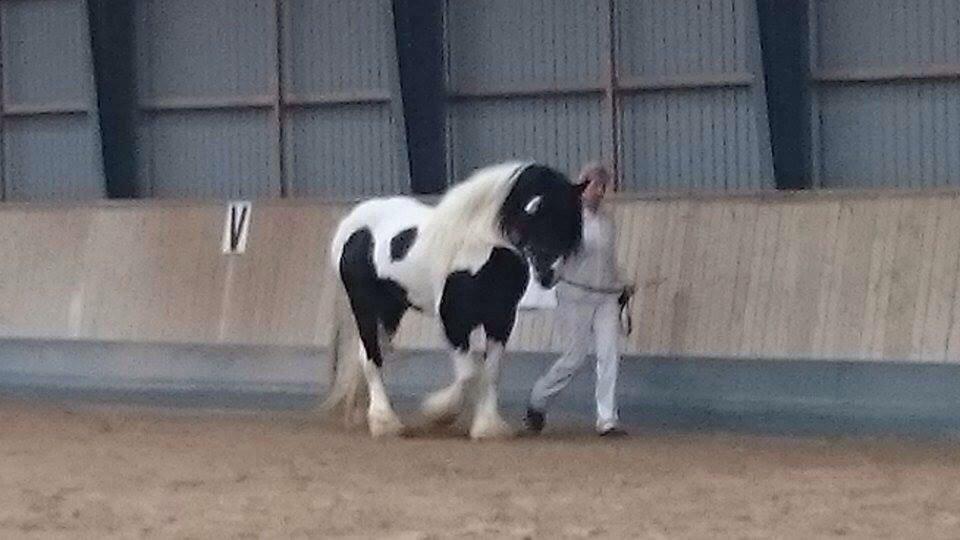 Tinker King Aeden billede 7