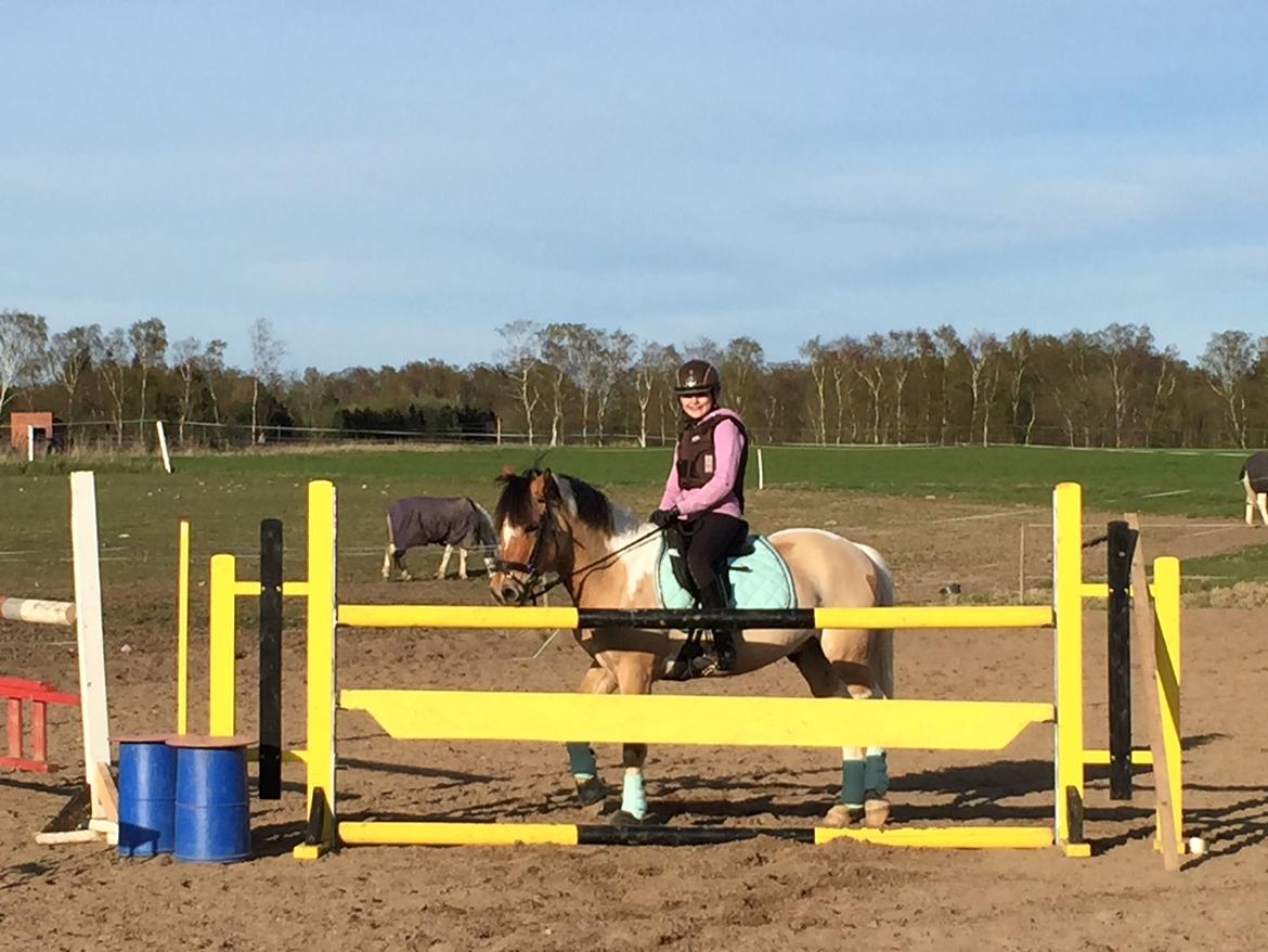 Hollandsk Sportspony Capello Ivo<3 (Min Pony) - bedste pony<3 billede 30