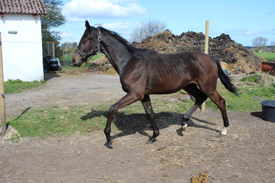 Dansk Varmblod Dubai billede 15