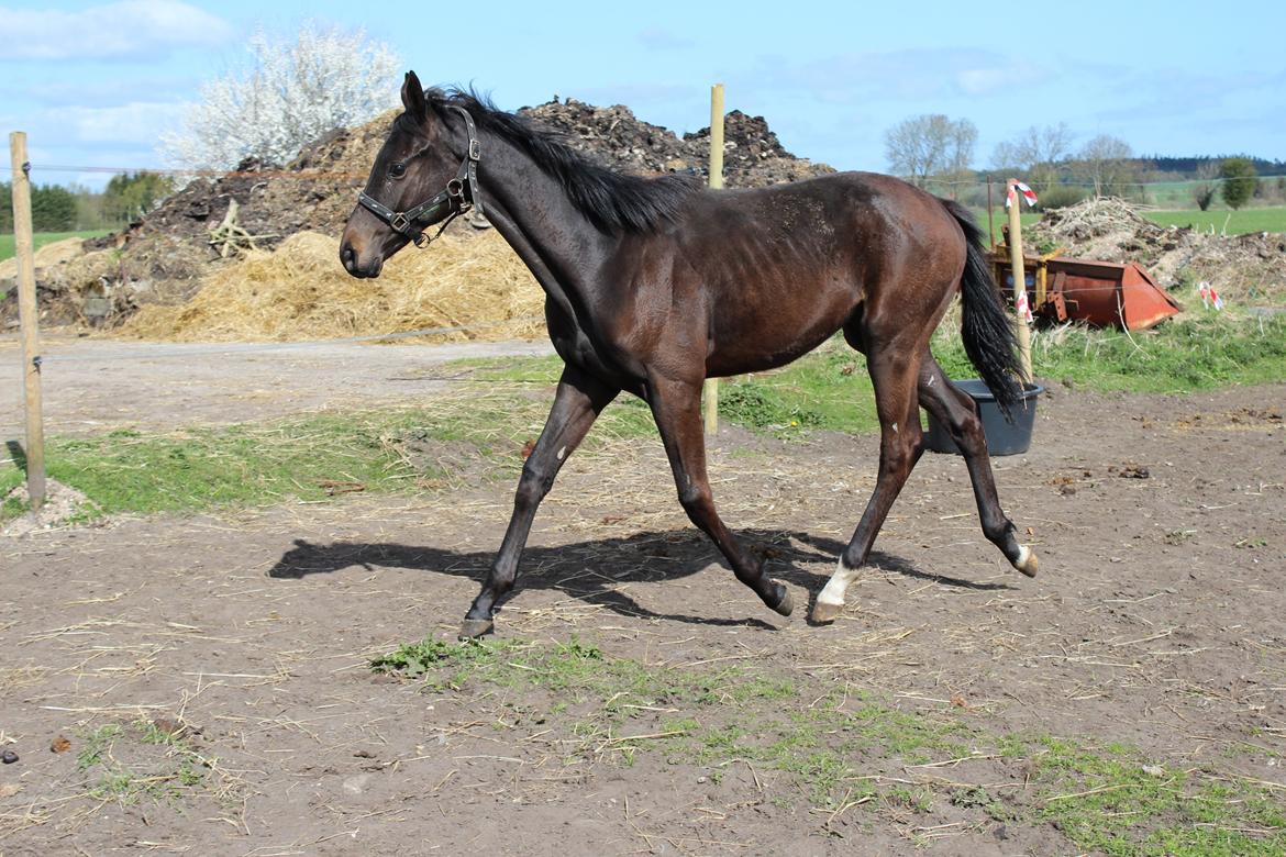 Dansk Varmblod Dubai billede 7