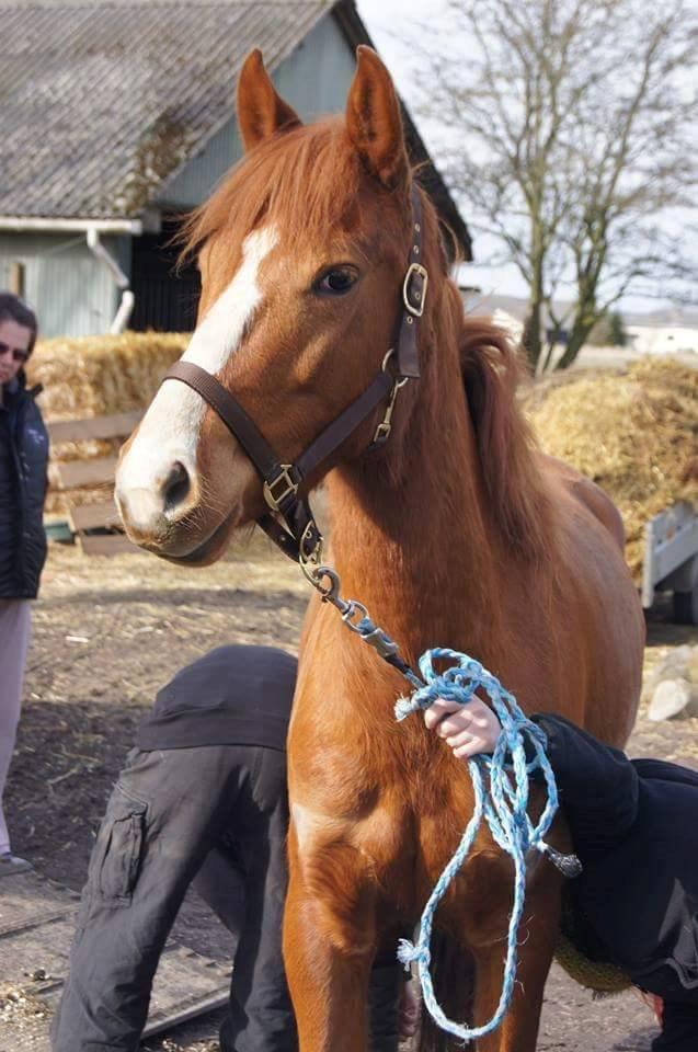 Anden særlig race Lantana lady starlight ( Baby ) solgt  billede 11