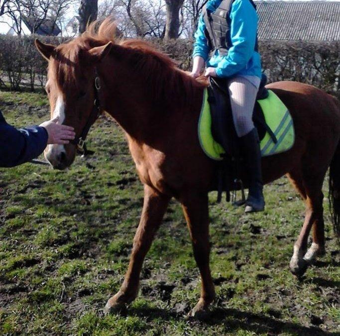 Anden særlig race Lantana lady starlight ( Baby ) solgt  billede 12