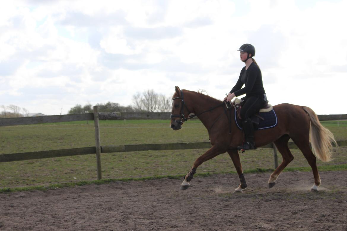 DSP Sunspot billede 29