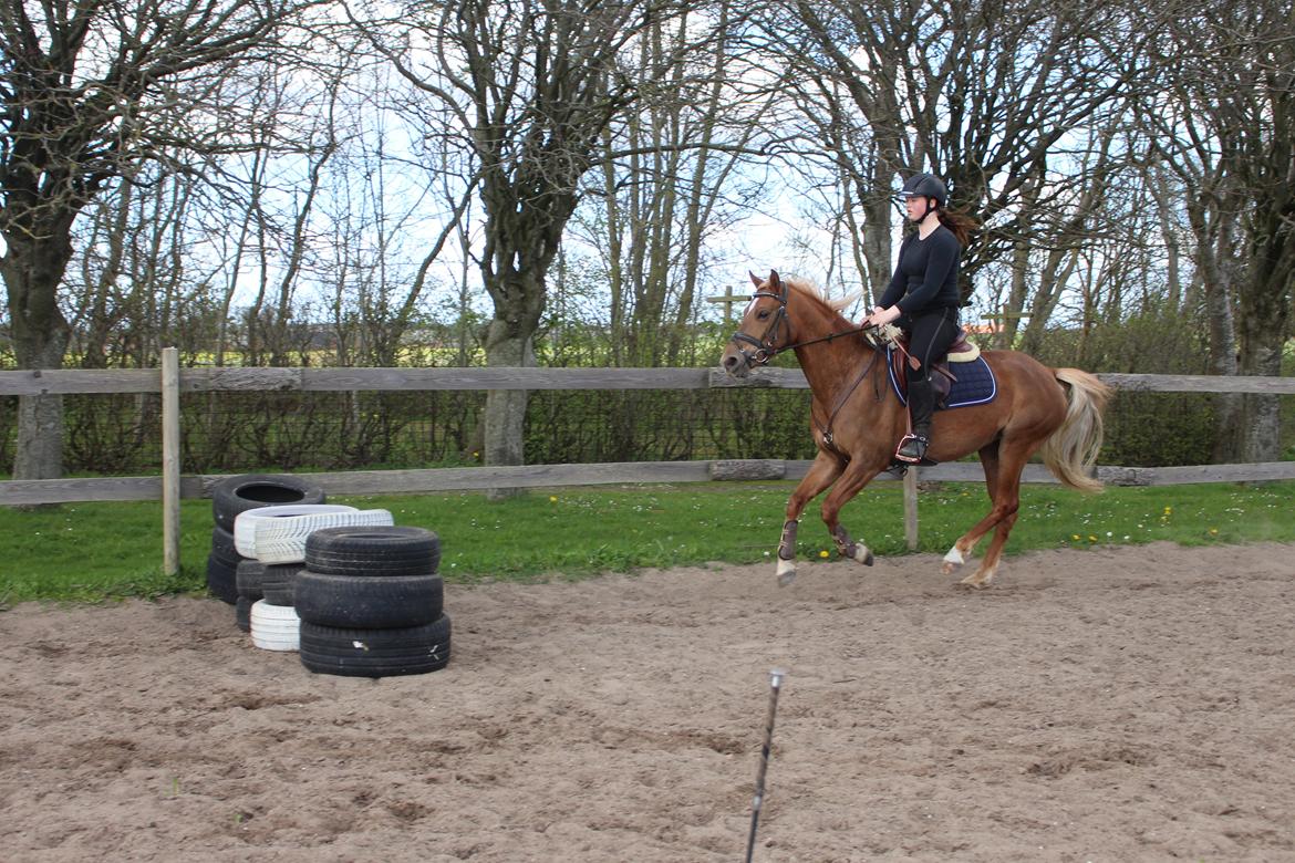 DSP Sunspot billede 30