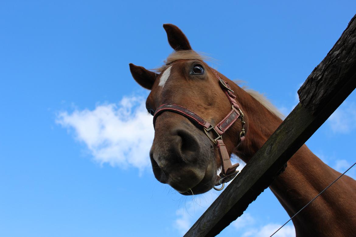 DSP Sunspot billede 36