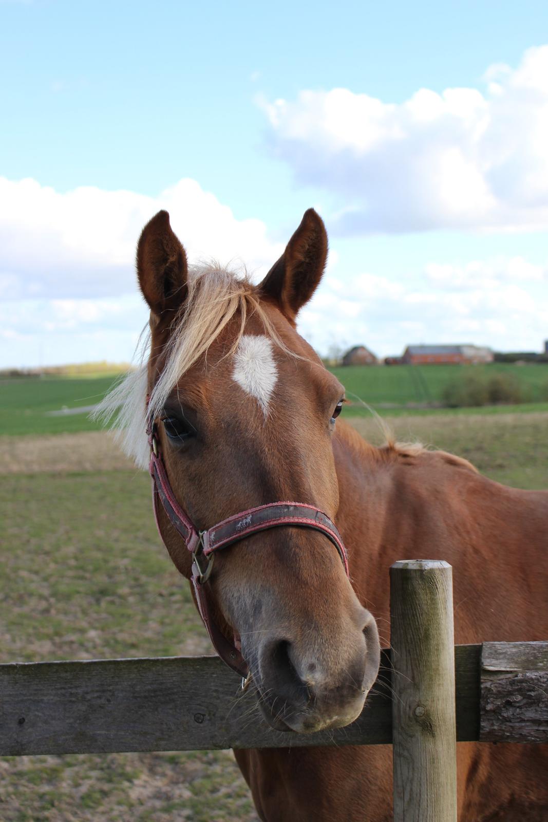 DSP Sunspot billede 37