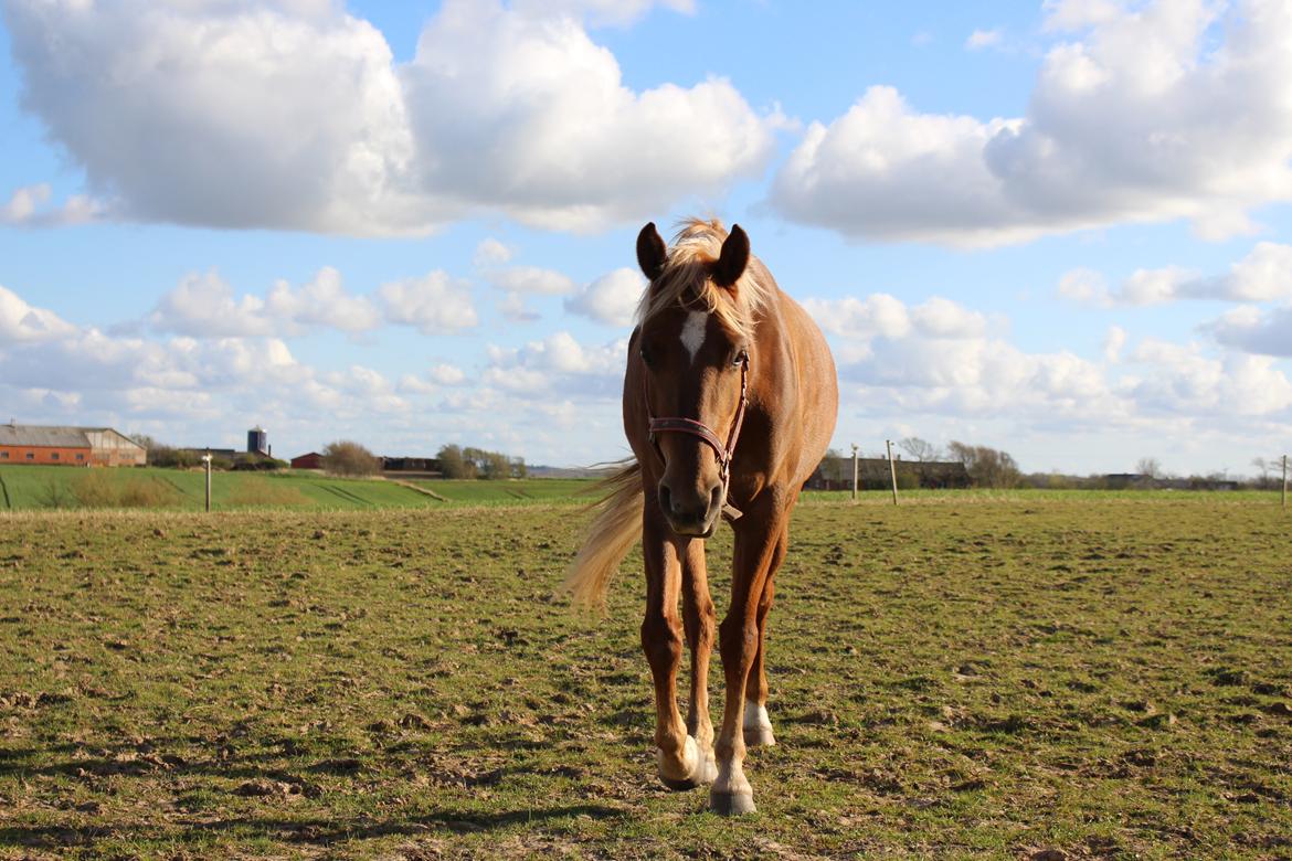 DSP Sunspot billede 34