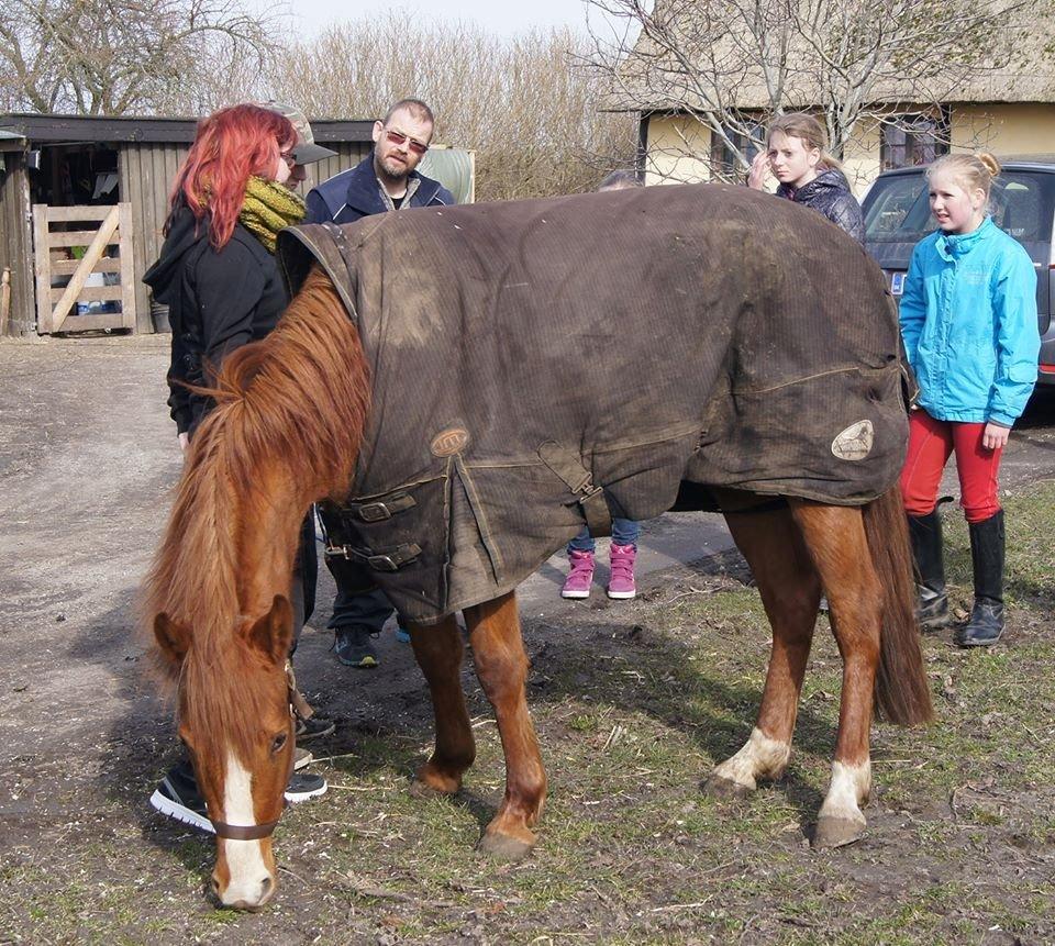 Anden særlig race Lantana lady starlight ( Baby ) solgt  billede 13