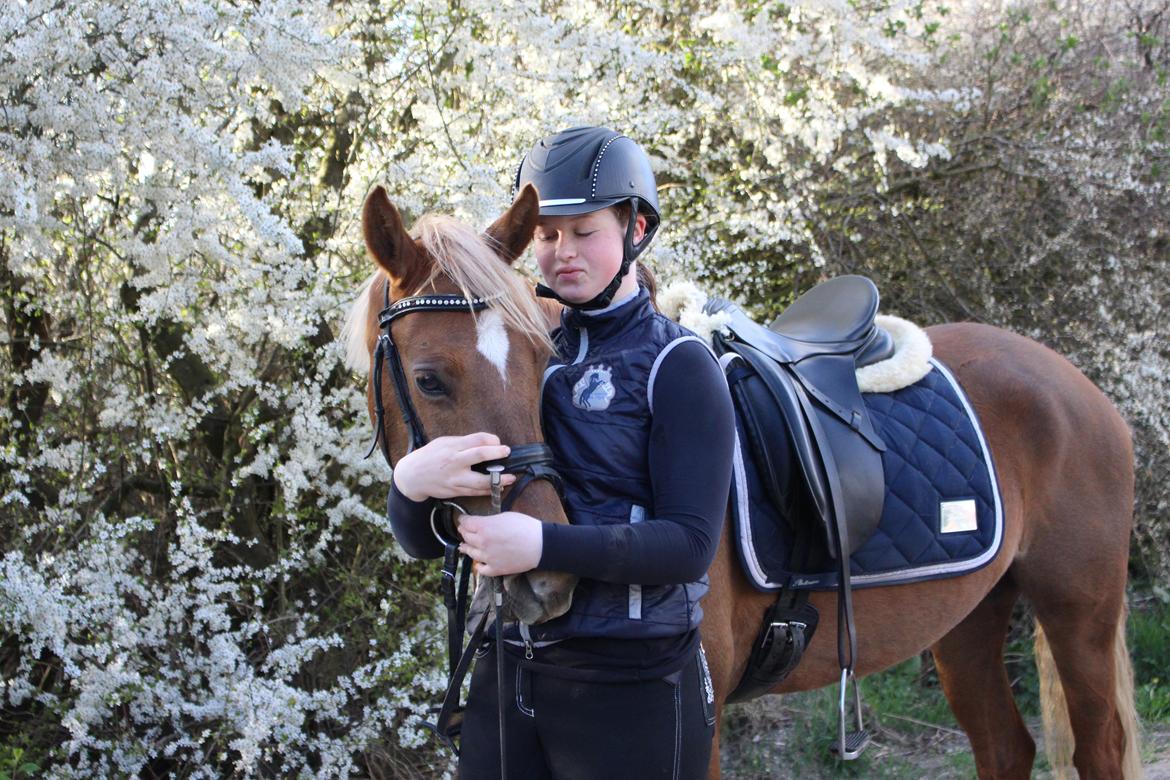 DSP Sunspot billede 35