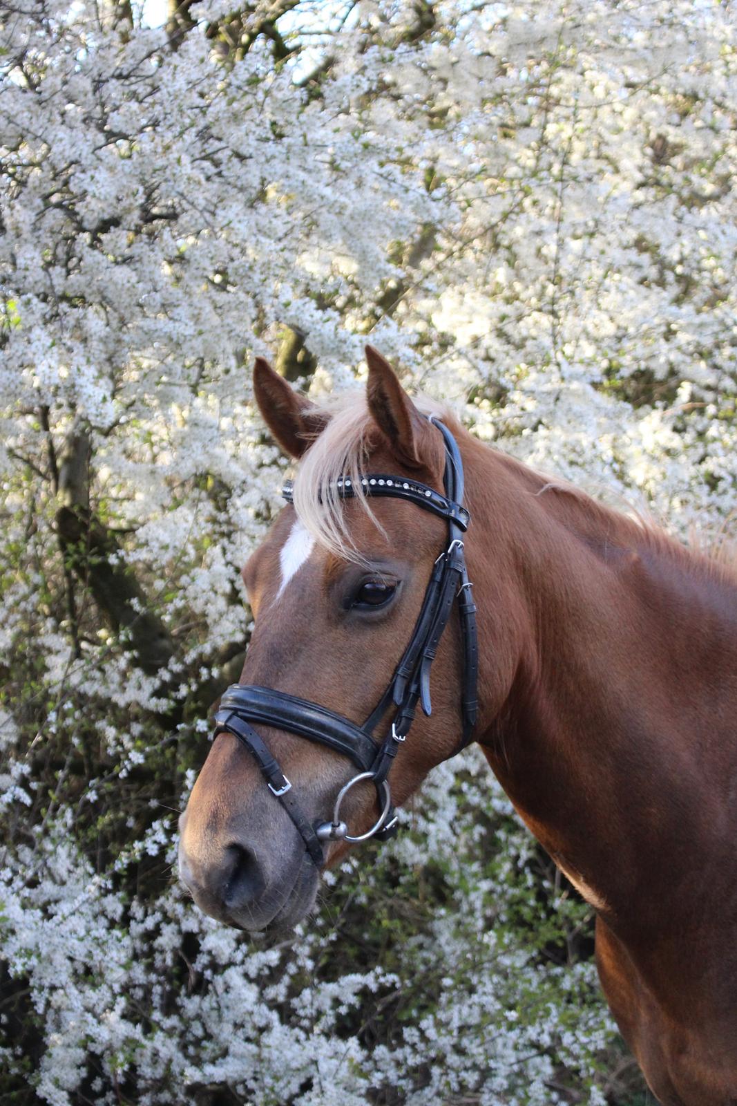 DSP Sunspot billede 1