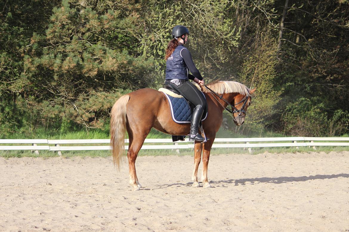 DSP Sunspot billede 38