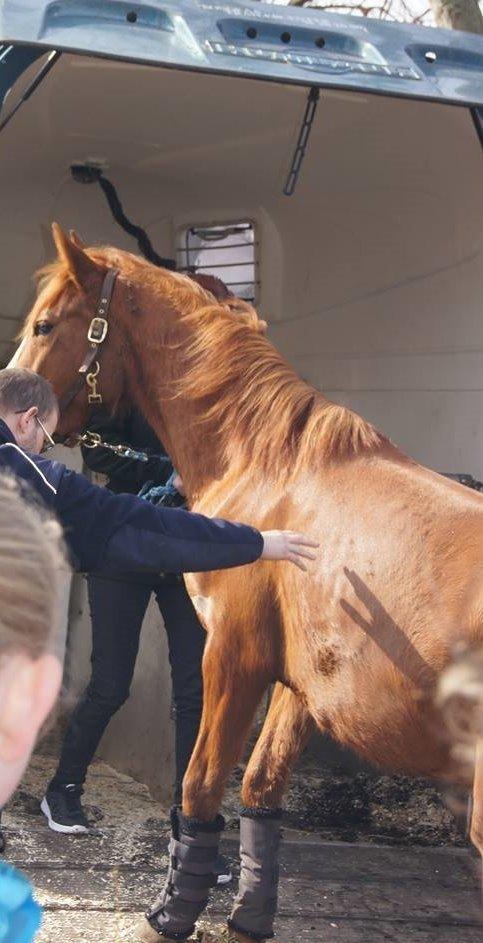 Anden særlig race Lantana lady starlight ( Baby ) solgt  billede 14