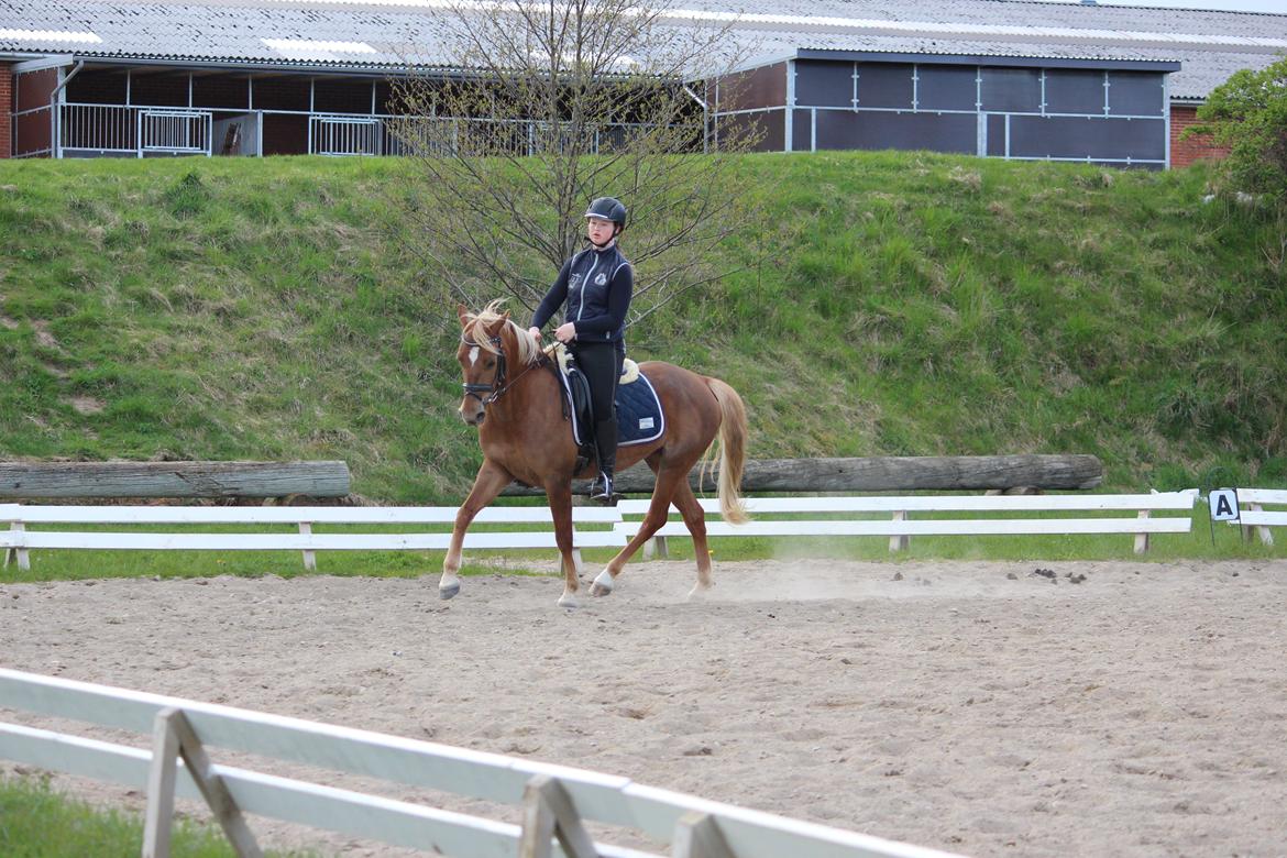 DSP Sunspot billede 16