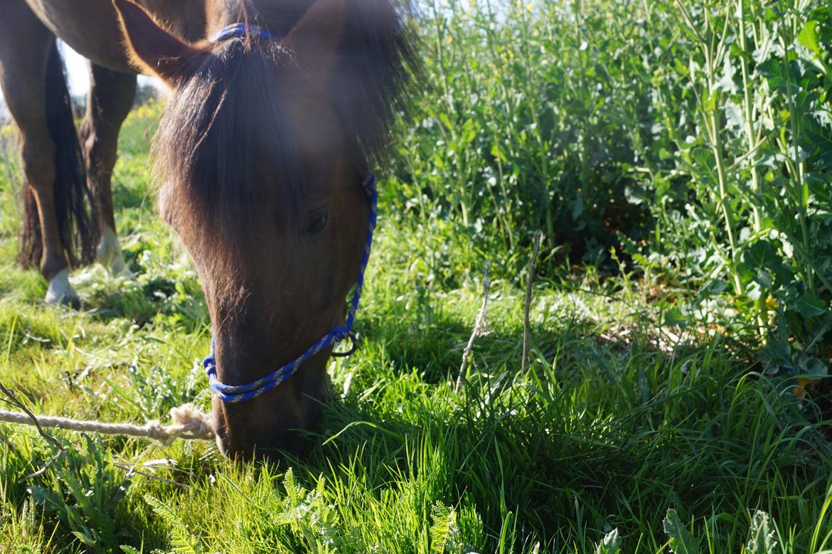 Welsh Pony (sec B) Champer billede 5