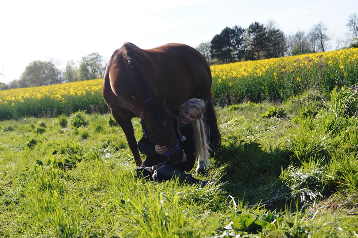 Welsh Pony (sec B) Champer billede 8