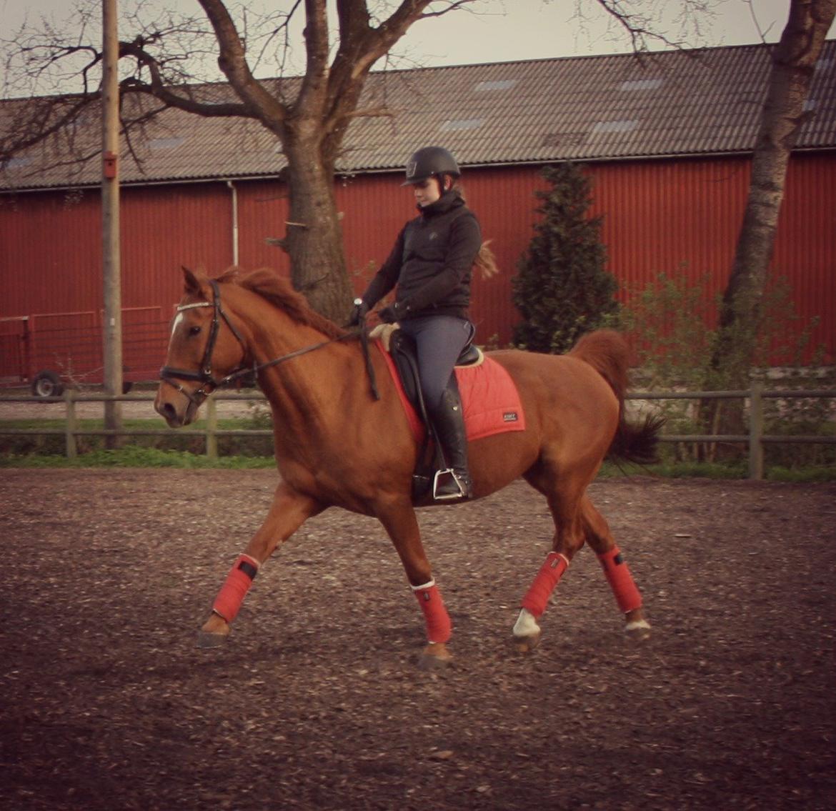 Hannoveraner Whisper - Dressur træning d. 27-04-2015 billede 3