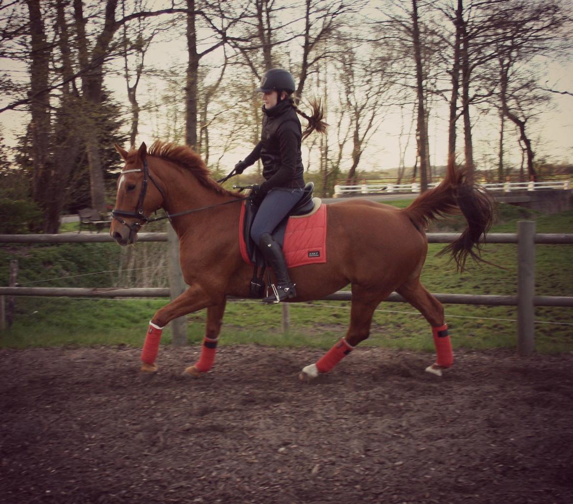 Hannoveraner Whisper - Dressur træning d. 27-04-2015 billede 20