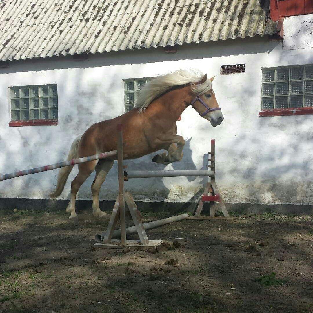 Tyroler Haflinger Ice Røgtergaard billede 20