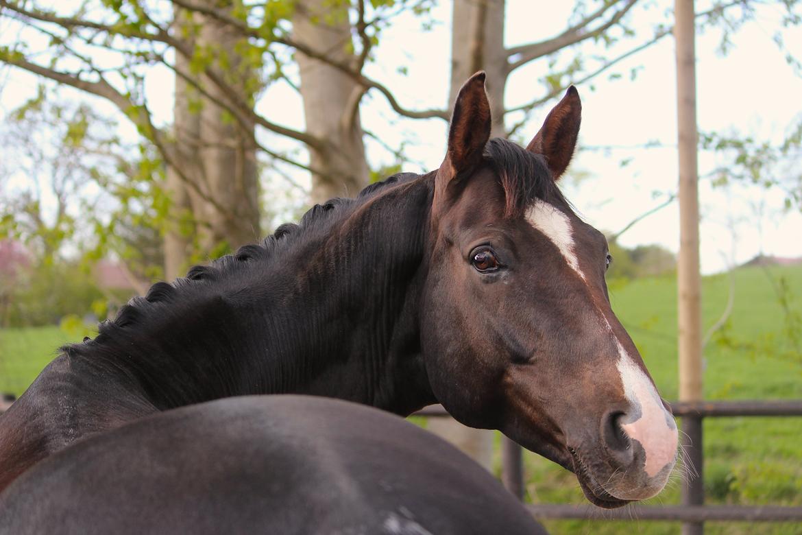Dansk Varmblod Don poséidon F.J. - dato. 28 april 2015 billede 1