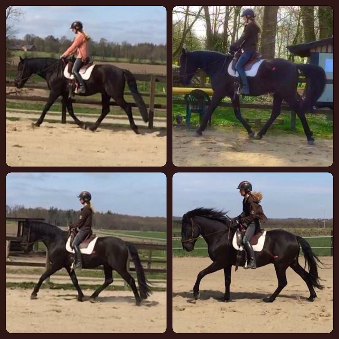 Lusitano A-Furia - A-Furia april 2015 billede 23