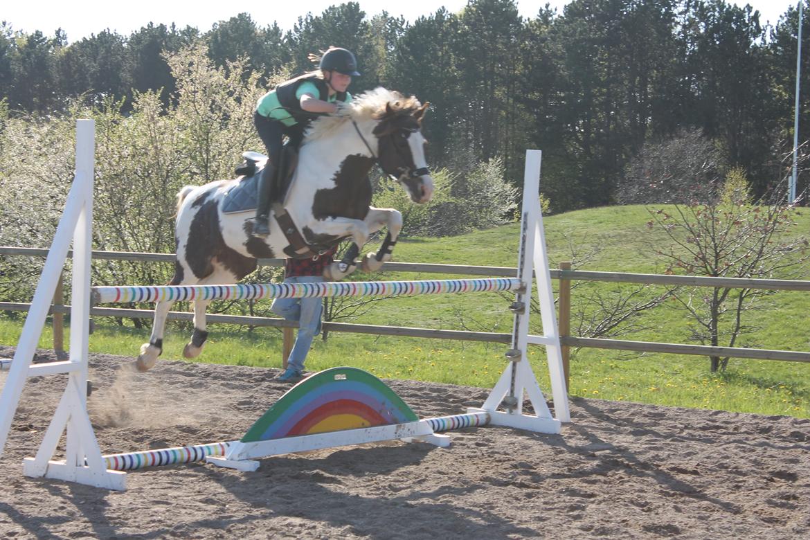 Pinto Schillinggaards monique - Her springer vi 115 cm. 2015 billede 13