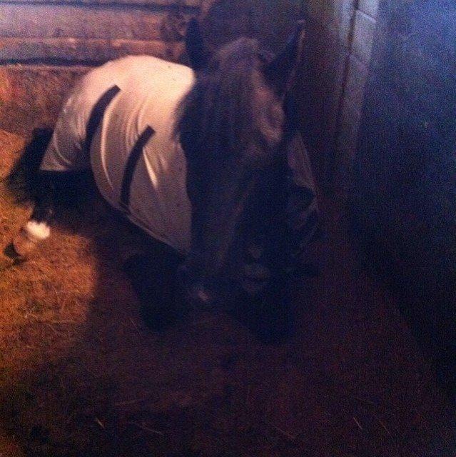 Dartmoor Phoibos apollon - nurg han sover <3<3<3 billede 9