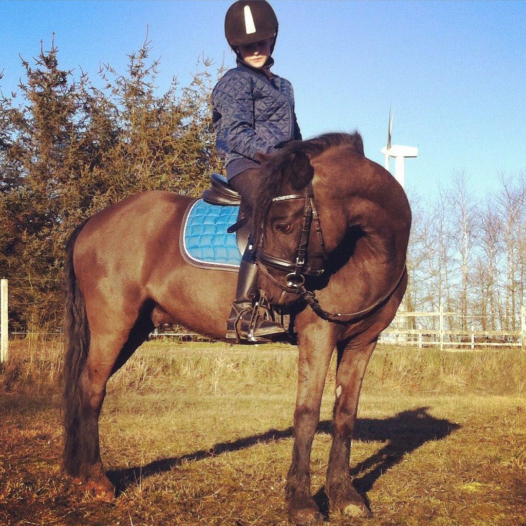 Dartmoor Phoibos apollon billede 11