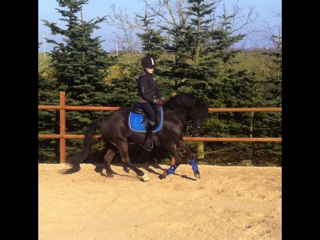 Dartmoor Phoibos apollon billede 2