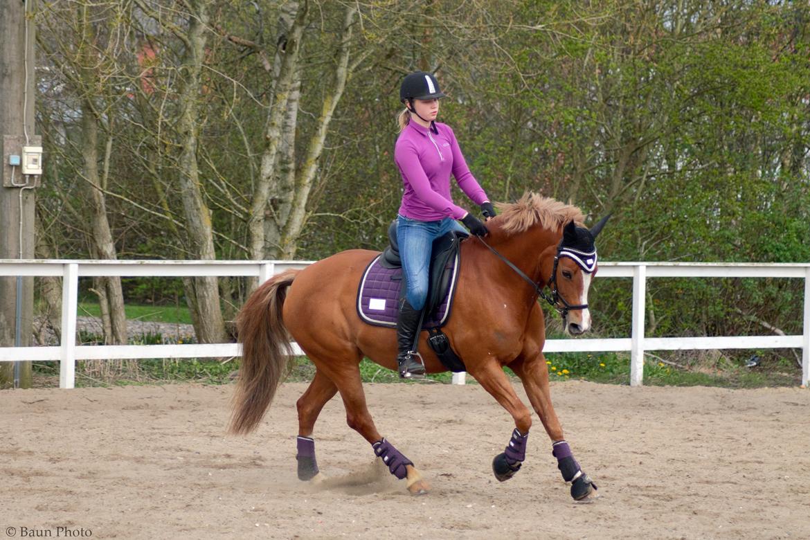 Welsh Cob (sec D) Money Penny billede 5